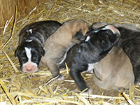 cane corso puppies